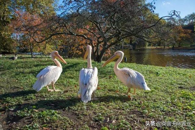 旅游伦敦海德公园，五月出游季英国伦敦你一定不能错过的绿地公园