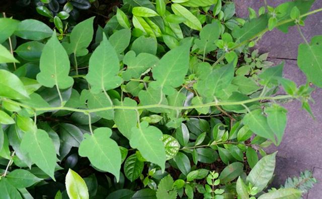 最好的藤蔓花排名，到了春天爬满墙开花海