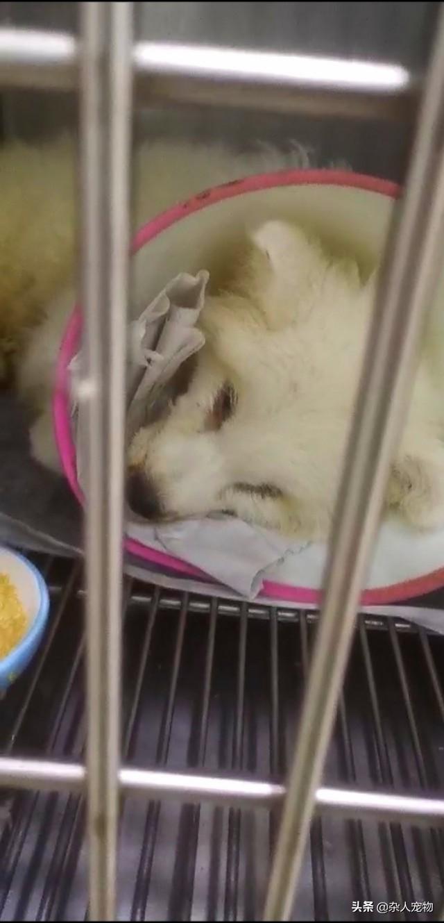 狗狗得犬瘟有哪些症状，狗瘟的症状