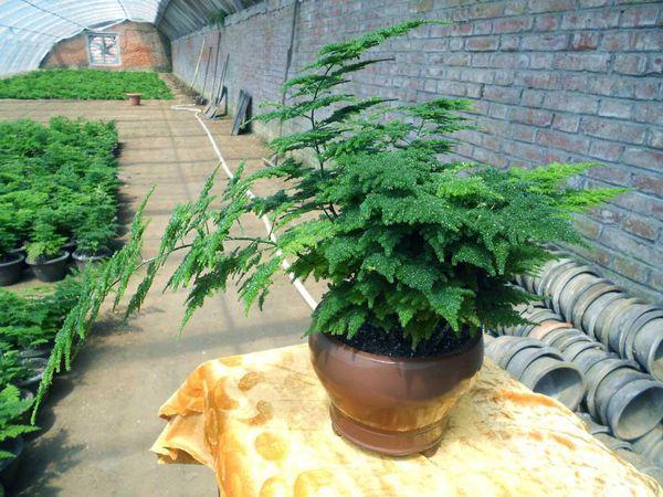 文竹的繁殖方法及管理，文竹的繁殖方法只有2种