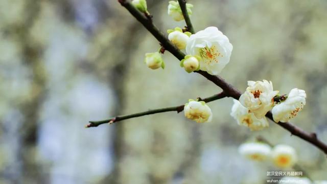 蜡梅与腊梅的区别，蜡梅是梅花吗究竟是（腊梅花与蜡梅有什么区别）