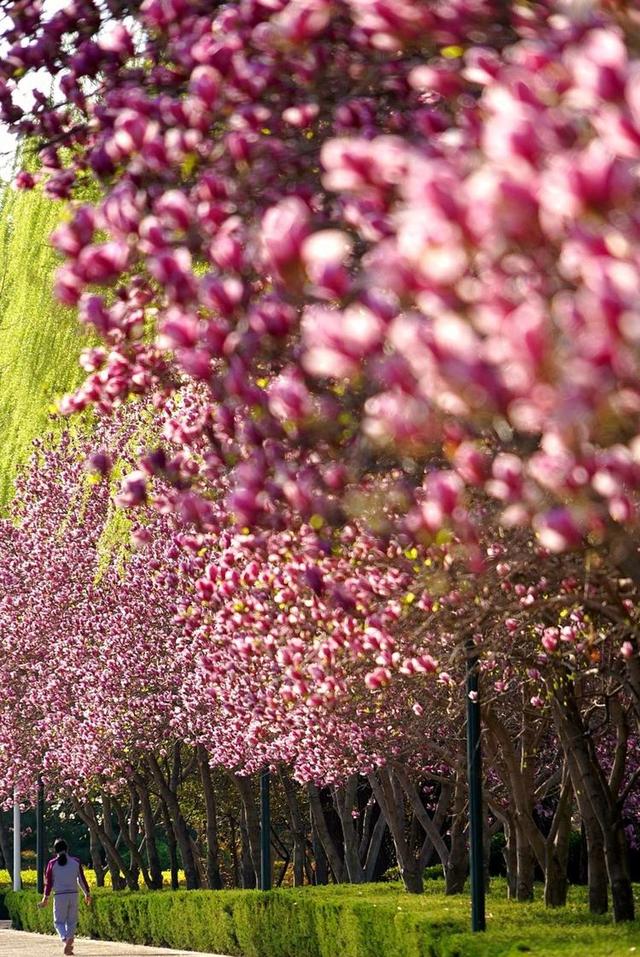 洛阳樱花道旅游攻略，樱花大道游人流连忘返