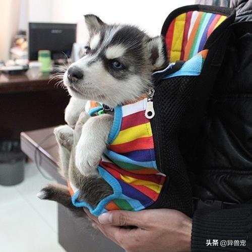 少数民族抬狗节，全世界最宠狗的民族