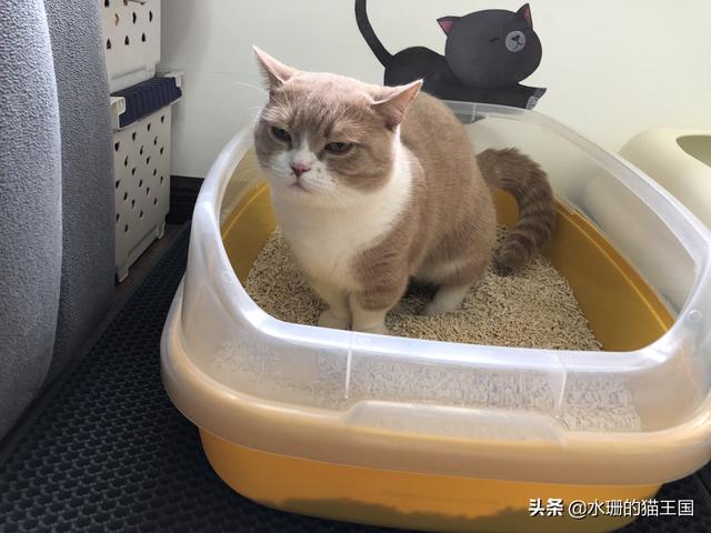 猫咪拉稀什么原因怎么治，猫咪拉稀是什么原因怎么治疗