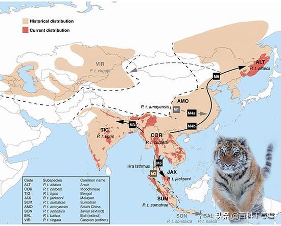 豹虎猫科动物图鉴，盘点所有猫科动物的杂交品种