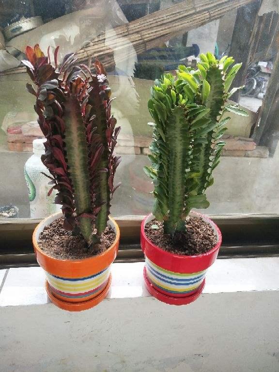 常见镇宅神兽，农村五大镇宅神兽