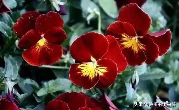 全球最漂亮罕见的花的花语，世界上最稀奇美丽的花有那些