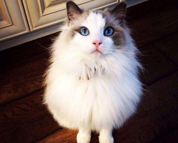 哪个品种的猫咪最粘人最调皮，世界5大最粘人的猫咪