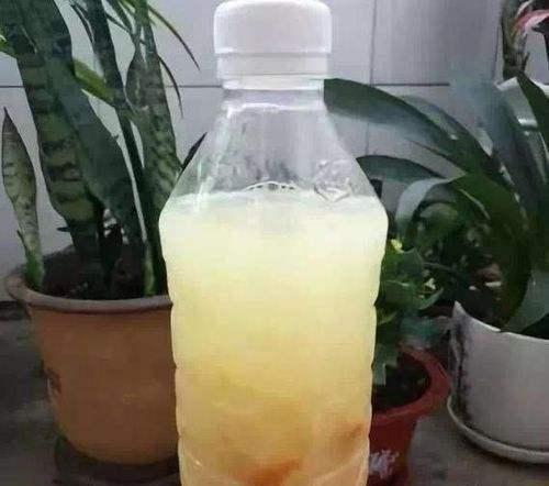 君子兰怎么浇水，君子兰的养殖方法和浇水方法