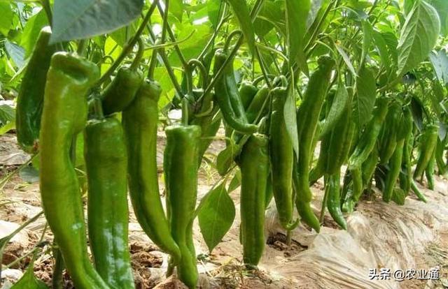 各类蔬菜种植时间及方法，掌握了这个蔬菜种植时间表