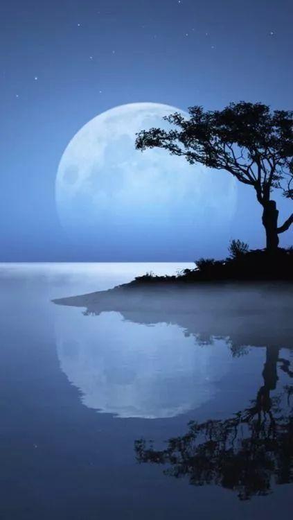 老树长新芽枯木又开花，枯木逢春老树开花