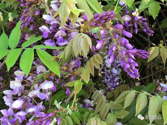 紫藤怎么养才能开花，不养一盆就太可惜了