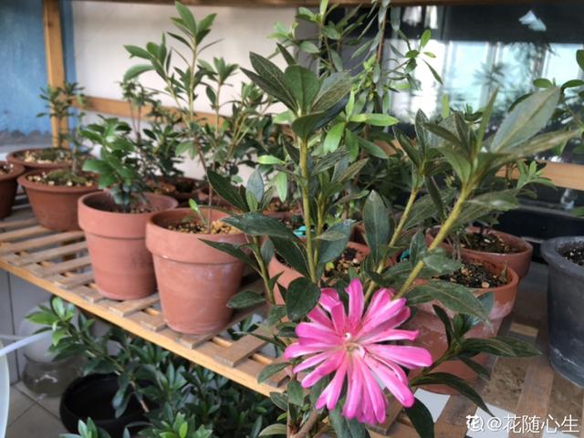 养花换个方法长得更旺，养花小技巧让你从新手到高手