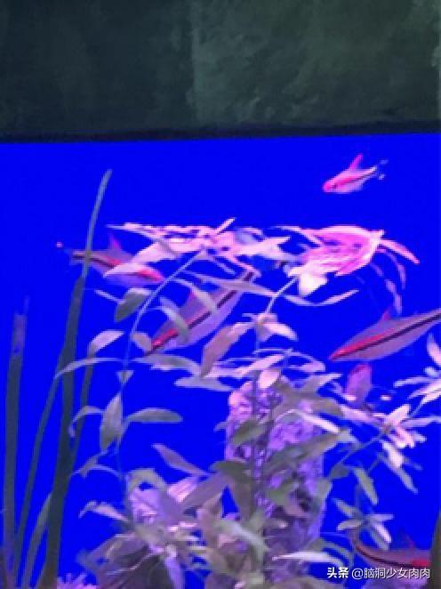 上海海洋水族馆，上海海洋水族馆简介（上海海洋水族馆之旅暨神奇鱼类在哪里）