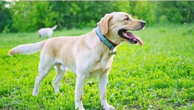 10种最好养的狗是什么狗，最受欢迎的8种大狗