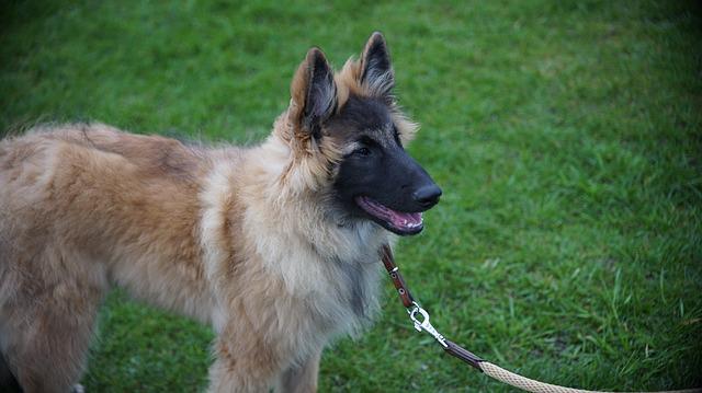 遛狗遇到不牵绳狗狗怎么办，尽早让狗狗适应牵绳