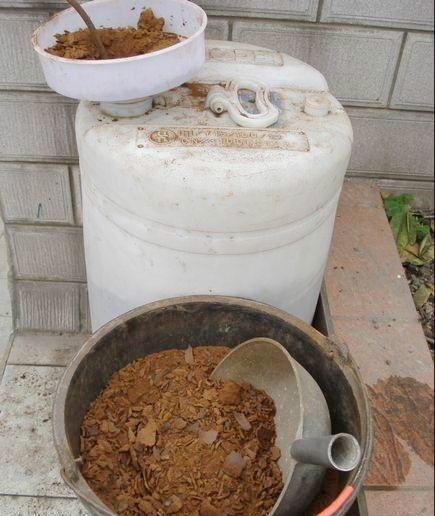 君子兰怎么浇水，君子兰的养殖方法和浇水方法