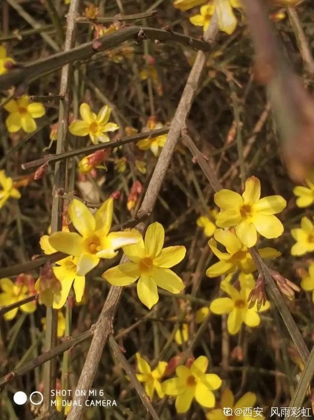春夏秋冬四季什么花好看，这十种花几乎一年四季都开花