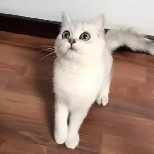 缅因猫价格，英短银渐层