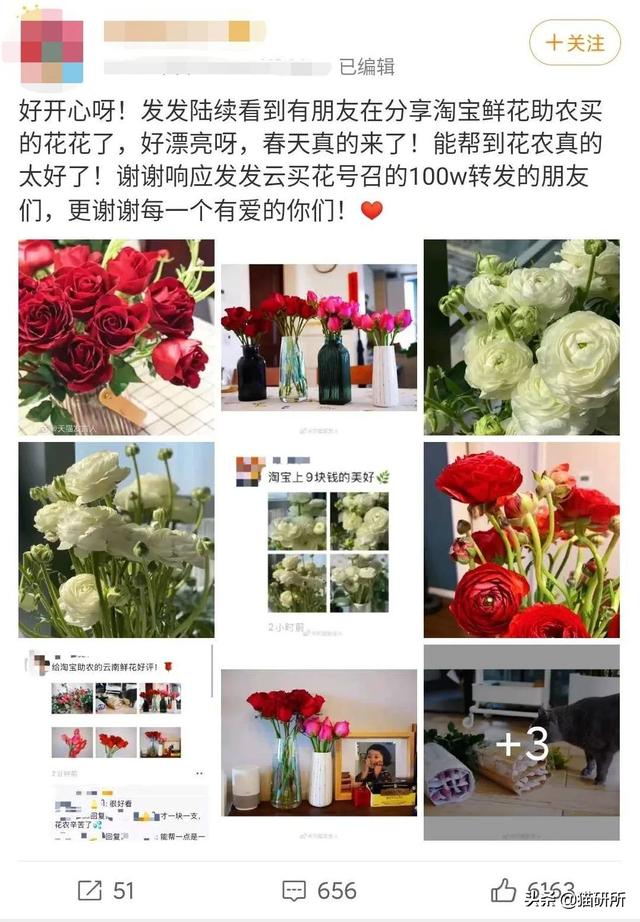 养猫可以养什么花，养猫需要买什么花