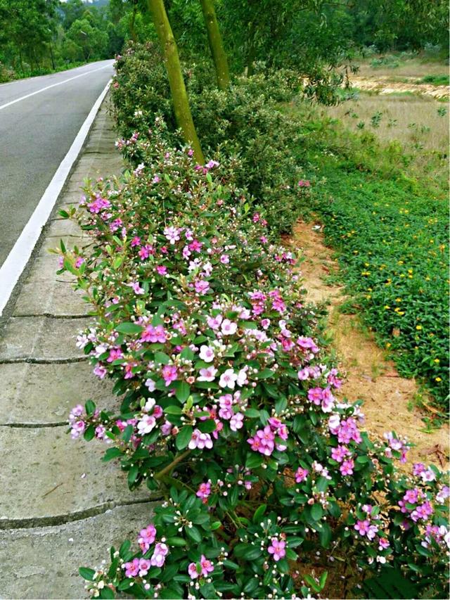桃金娘花海，桃金娘夏日花开