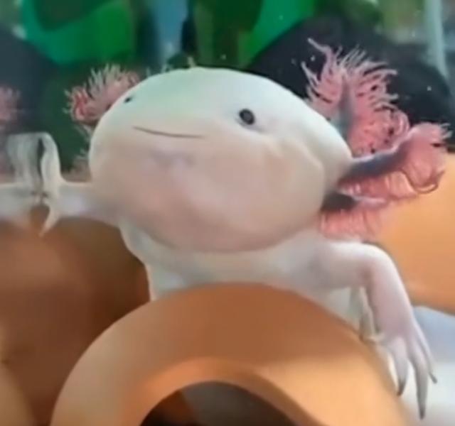 头上有角的恐龙，最强的十个角龙类恐龙（《侏罗纪公园》恐龙形象是恐龙本尊吗）