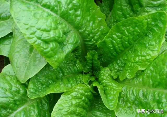 茄子种子催芽方法，蔬菜种子催芽有几种方法