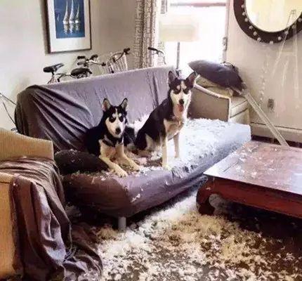 哪些狗狗性格温顺又便宜智商高，公认傻狗排行榜