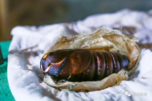 有哪些常见的飞蛾，自然记录蛾生一瞬