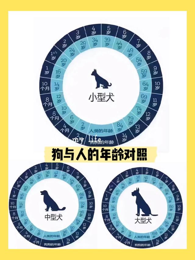 怎么看狗狗的年龄，怎么样快速分辨狗狗的年龄