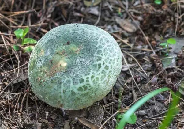 云南最好吃的野生菌在哪，中国最浪漫城市非她莫属