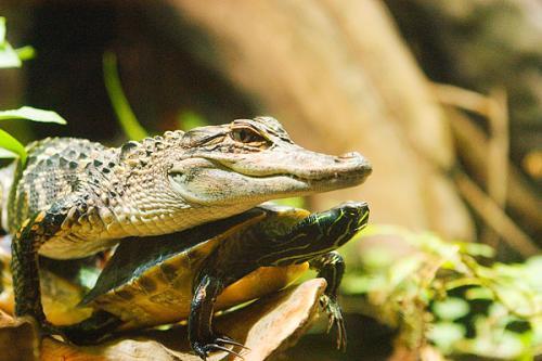 乌龟的饲养方法，小乌龟的正确饲养方法（轻轻松松可以搞定）