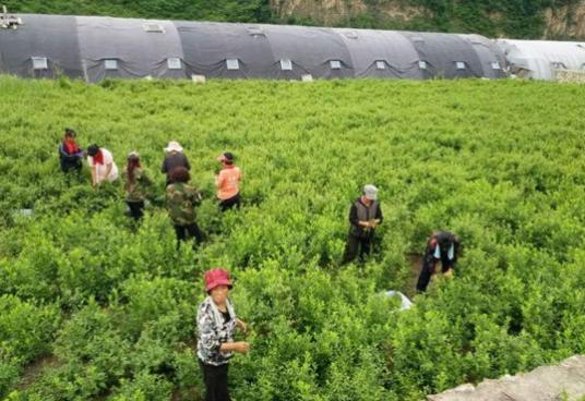 野生牛甘果介绍，人称34