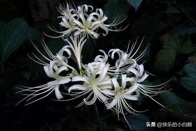 全球最漂亮罕见的花的花语，世界上最稀奇美丽的花有那些