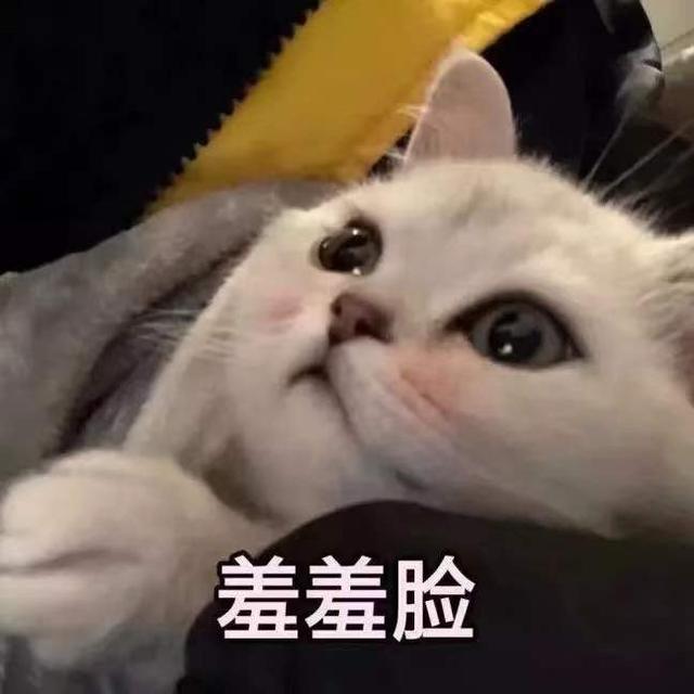 猫咪表情包大全图，可爱的猫咪表情包合集