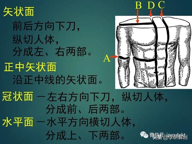 人体解剖学基础，人体解剖学基础知识学什么（基础知识之人体解剖学基础）