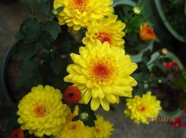 九种适合秋天养的绿植花卉，开花好养的盆栽植物