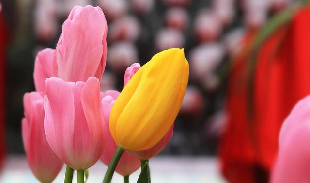 郁金香花怎么养，郁金香花期怎样养护（冬天也能绽放）