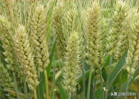磷酸二氢钾是什么肥料，磷酸二氢钾是属于叶面肥吗
