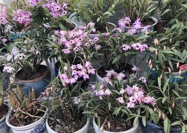 成都便宜的花卉市场在哪里，“214”探访成都万福花市