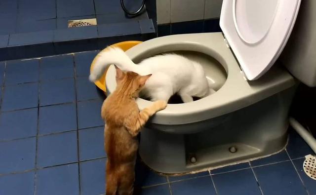 猫喝什么水比较好，猫咪可以喝什么水吗（一天到底需要喝多少水）