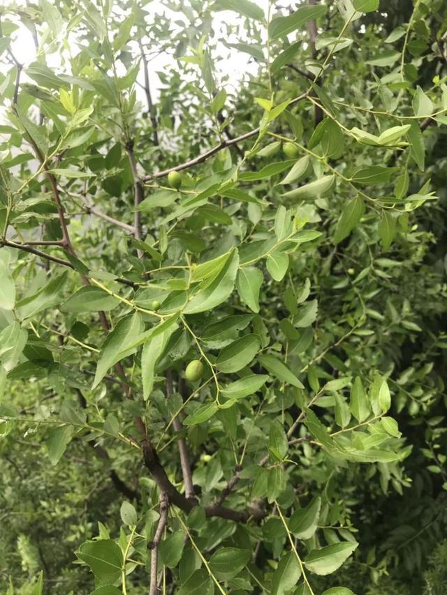 助睡眠的山枣，这种野枣味道酸甜可口