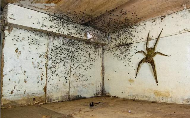 世界上最毒蜘蛛都生活在哪，千只第一剧毒蜘蛛藏身香蕉