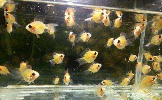 金波子鱼如何养，饲养短鲷金波子