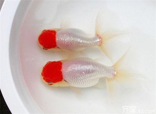 史上最全的金鱼品种，你们喜欢什么品种的金鱼