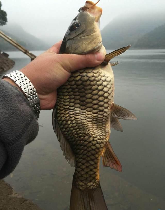 什么叫常见变异鱼，最近热传的双头鱼