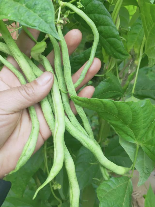 蓟马，蓟马为什么这么防治