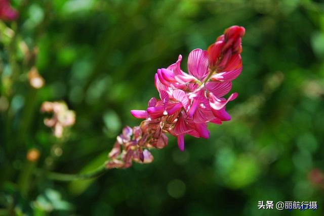 新都桥草原风景，新都桥—塔公草原—雅砻江河谷——迷人的夏季风光