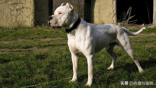 世界上最凶猛的犬，世界最凶猛十大犬种