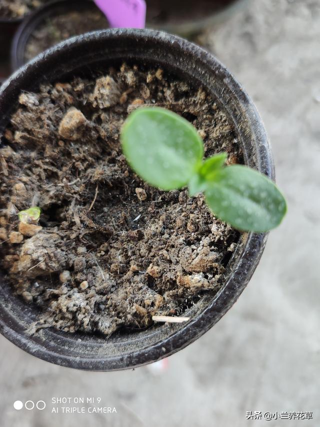 向日葵泰迪熊种子，夏天收获一片花海